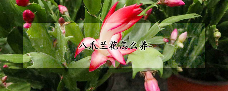 八爪兰花怎么养(八爪兰怎么养更漂亮)