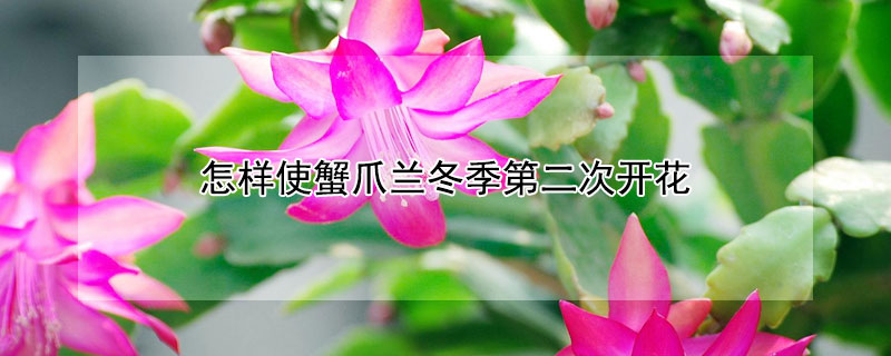 怎样使蟹爪兰冬季第二次开花(蟹爪兰二次开花后的养护)