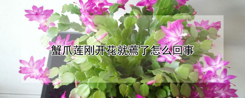 蟹爪莲刚开花就蔫了怎么回事(蟹爪莲刚开花就蔫了怎么回事啊)