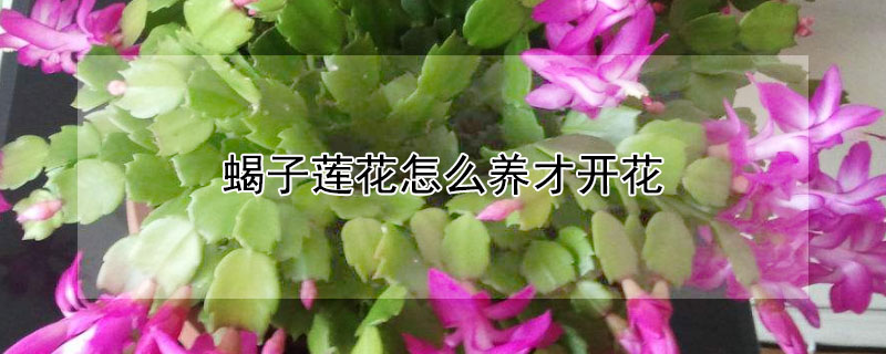 蝎子莲花怎么养才开花(蝎子莲花怎么养才开花呢)