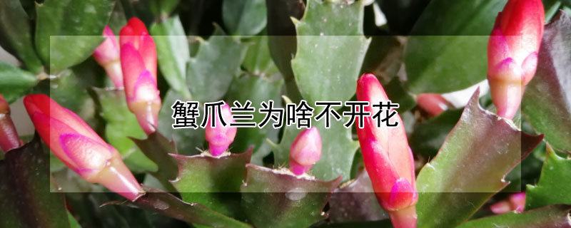 蟹爪兰为啥不开花(为什么蟹爪兰不开花)