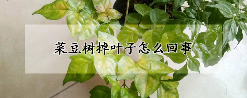 菜豆树掉叶子怎么回事