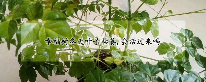 幸福树冬天叶子枯萎,会活过来吗(幸福树冬天叶子全掉了)