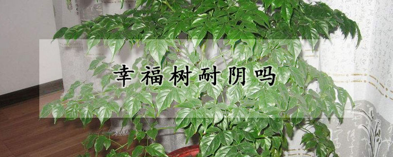 幸福树耐阴吗(幸福树耐阴吗?)