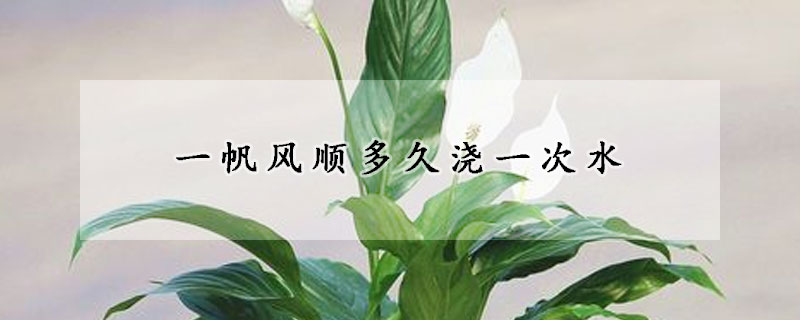 一帆风顺多久浇一次水(一帆风顺一星期浇几次水)