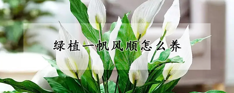 绿植一帆风顺怎么养(一帆风顺植物图片怎么养)