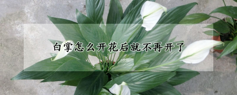 白掌怎么开花后就不再开了(白掌怎么能开花)