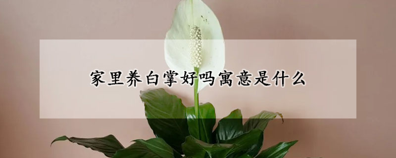 家里养白掌好吗寓意是什么(家养白掌花象征什么)