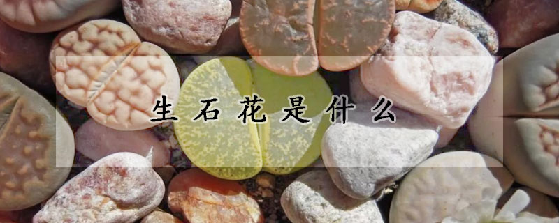 生石花是什么(生石花是什么东西)