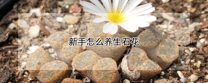 新手怎么养生石花(怎样养生石花才能开花)