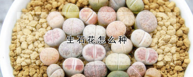 生石花怎么种(生石花怎么种植视频)