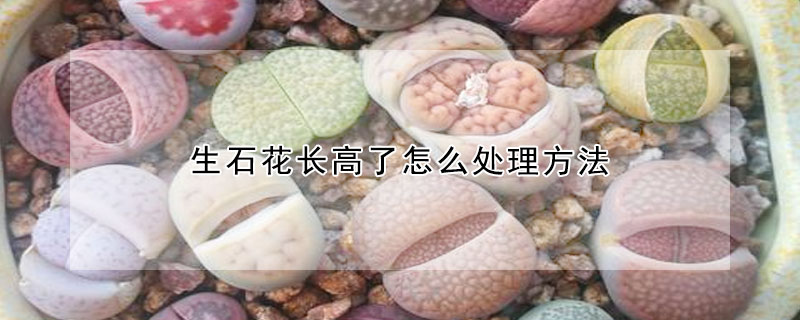 生石花长高了怎么处理方法(生石花往高长怎么办)