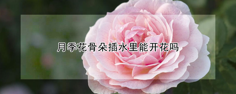 月季花骨朵插水里能开花吗(月季花枝放水里能生根吗)