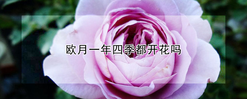 欧月一年四季都开花吗(欧月季花一年开几次)