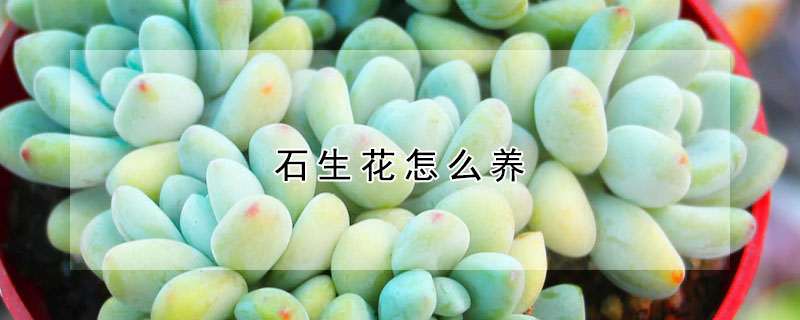 石生花怎么养(多肉生石花怎么养)