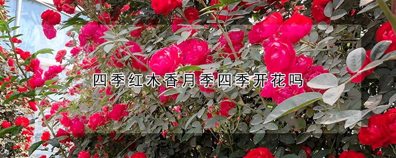 四季红木香月季四季开花吗(四季红木香月季四季开花吗视频)