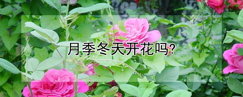 月季冬天开花吗?(月季冬天开花吗北方)