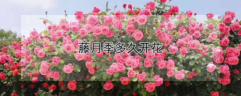 藤月季多久开花(藤月季多久开花啊)