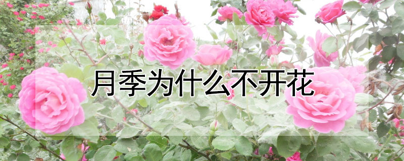 月季为什么不开花(月季为什么不开花了)