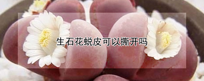 生石花蜕皮可以撕开吗