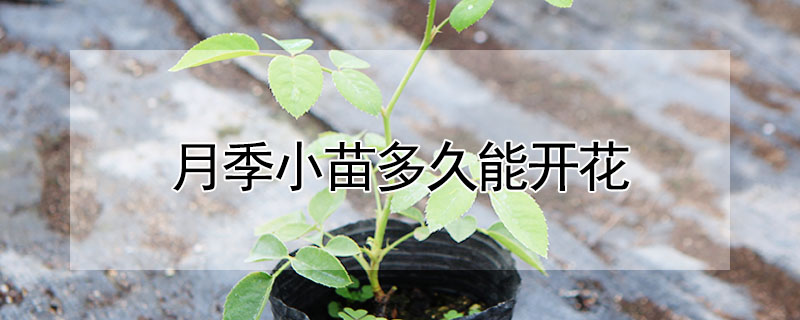 月季小苗多久能开花(月季苗种后多久开花)