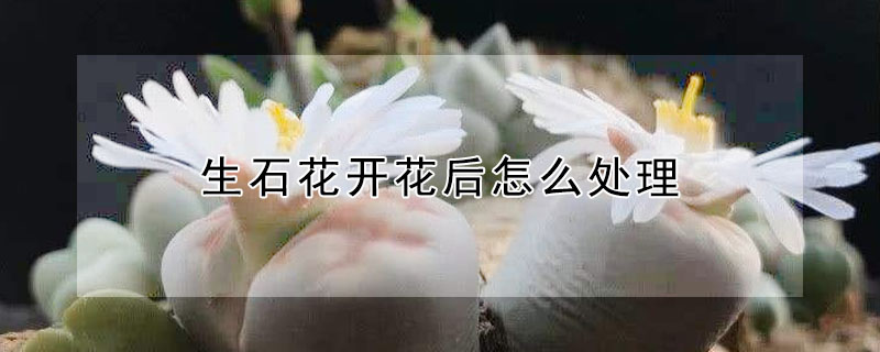 生石花开花后怎么处理(生石花 开完了 处理)