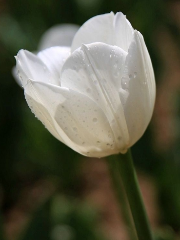 郁金香适合送什么人？郁金香花语告诉您(郁金香一般送谁)