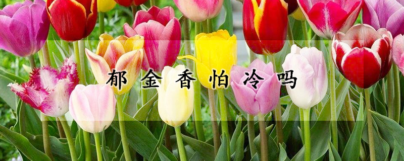 郁金香怕冷吗(郁金香花冬天怕不怕冷)