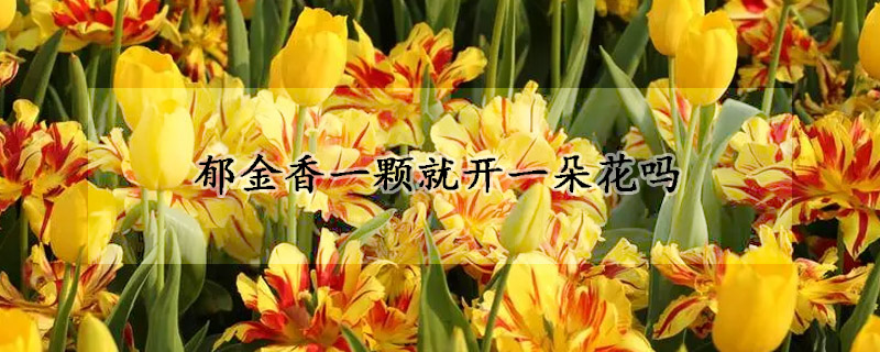 郁金香一颗就开一朵花吗(郁金香一朵花开几天)