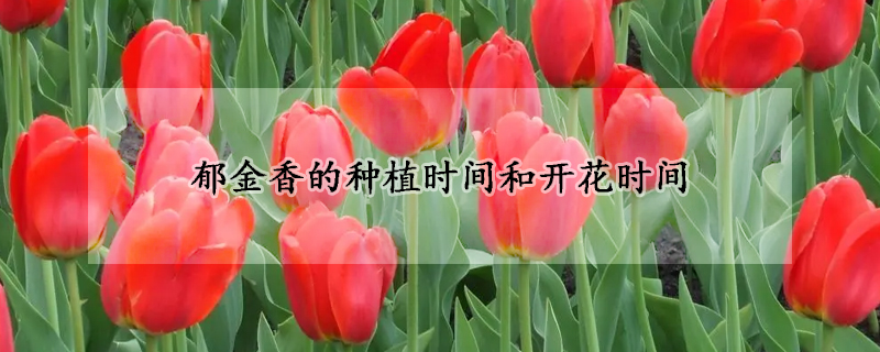 郁金香的种植时间和开花时间(郁金香什么时候种什么时候开花)