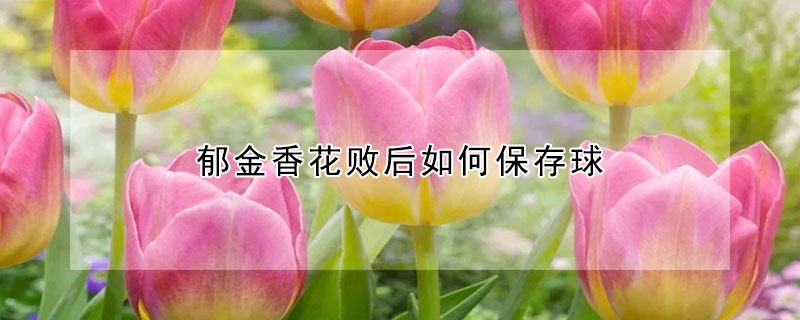 郁金香花败后如何保存球(郁金香花期过后花球怎么处理)