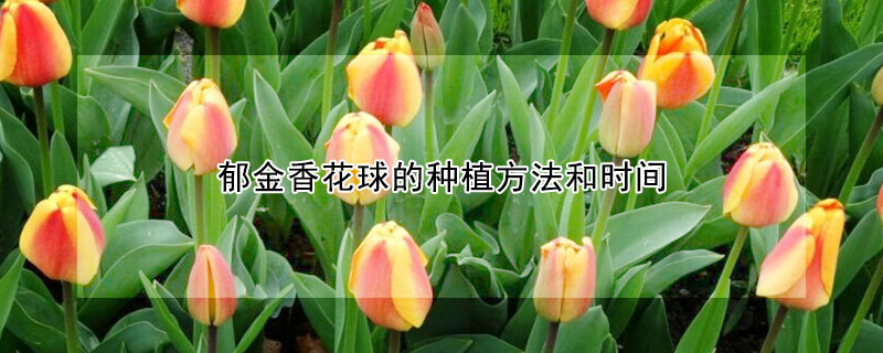 郁金香花球的种植方法和时间(郁金香开花后种球怎么养)