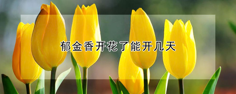 郁金香开花了能开几天(郁金香多长时间能开花)