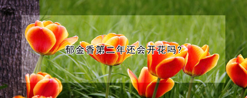 郁金香第二年还会开花吗?(郁金香会开花结果吗)