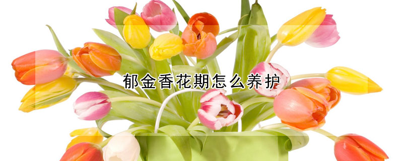 郁金香花期怎么养护(郁金香花如何养护)