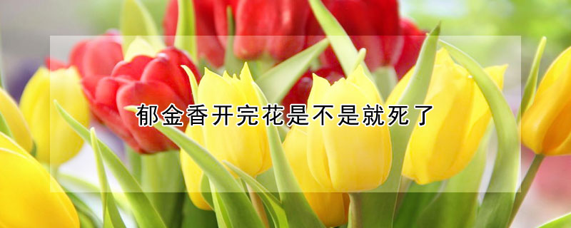 郁金香开完花是不是就死了(郁金香花掉了还会开吗)