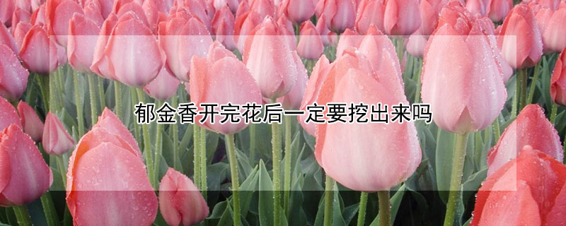 郁金香开完花后一定要挖出来吗(郁金香刚挖出来还能种吗)