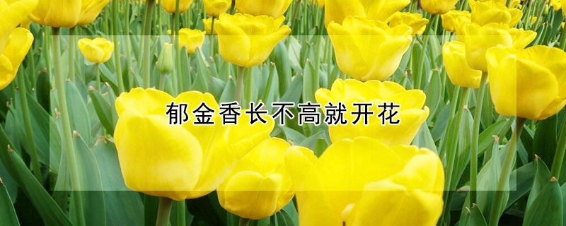 郁金香长不高就开花(郁金香没长高就开花)