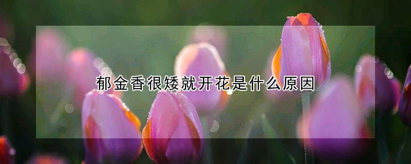 郁金香很矮就开花是什么原因(郁金香长不高就开花)