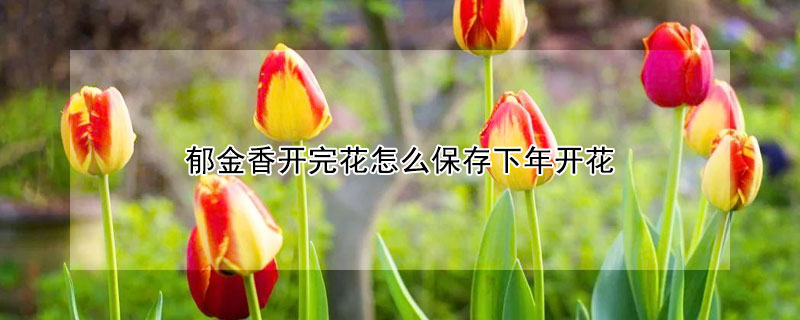 郁金香开完花怎么保存下年开花(盆栽郁金香开完花后如何处理)