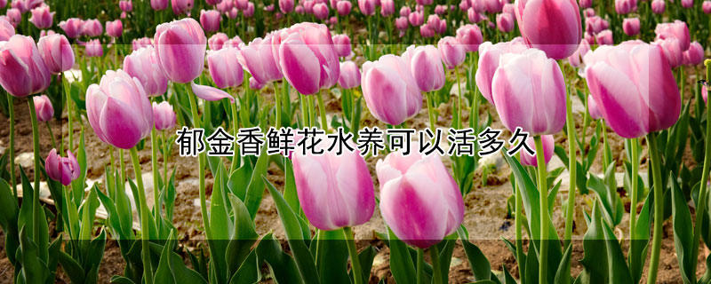 郁金香鲜花水养可以活多久(郁金香能水养几天)