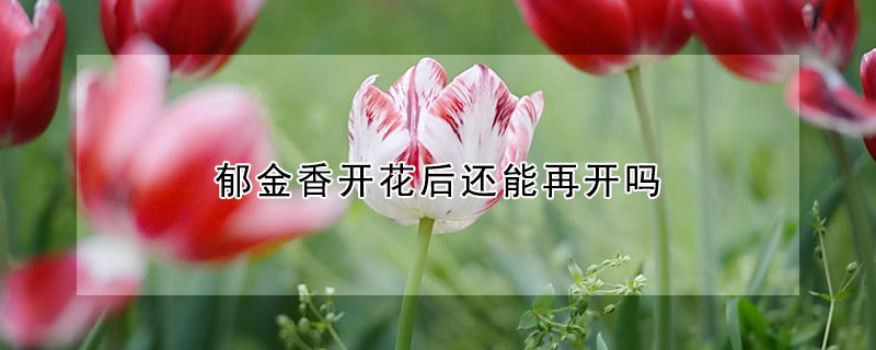 郁金香开花后还能再开吗(郁金香开过花以后还会再开花吗)