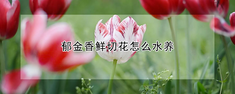 郁金香鲜切花怎么水养(郁金香切花是深水养还是浅水养?)