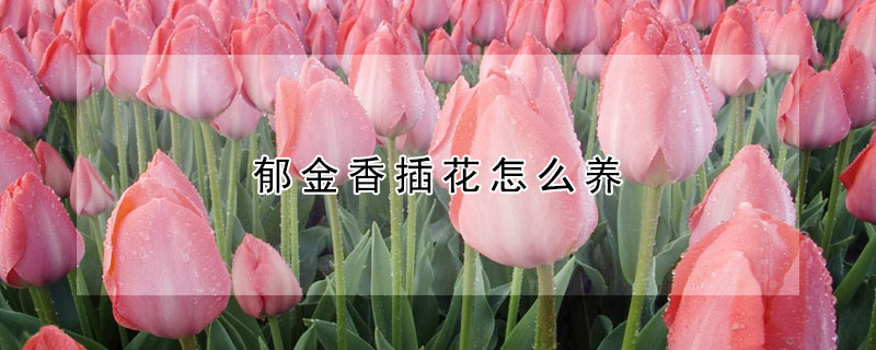 郁金香插花怎么养