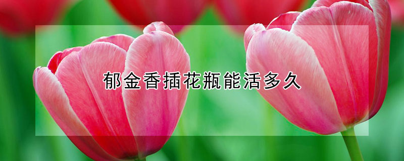 郁金香插花瓶能活多久(郁金香花束能活多久)