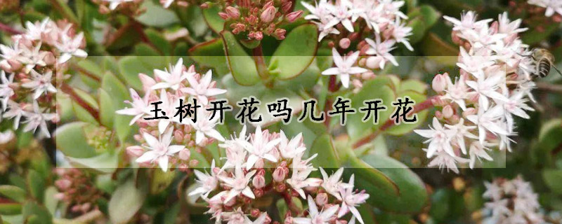 玉树开花吗几年开花(玉树会开花吗?几年会开花)