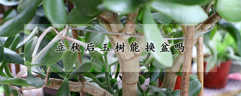 立秋后玉树能换盆吗(玉树冬天换盆可以吗)