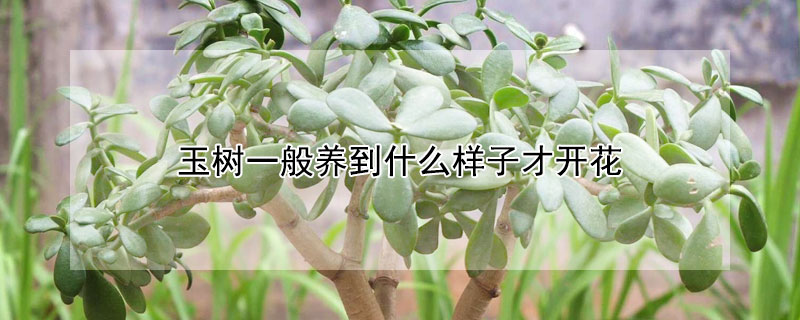 玉树一般养到什么样子才开花(玉树要开花吗?)