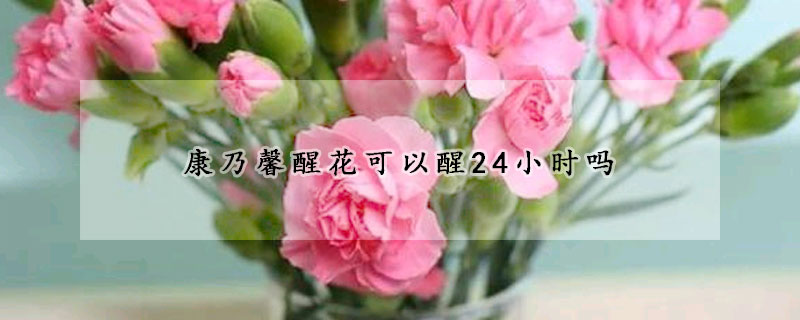 康乃馨醒花可以醒24小时吗(康乃馨醒花怎么醒)