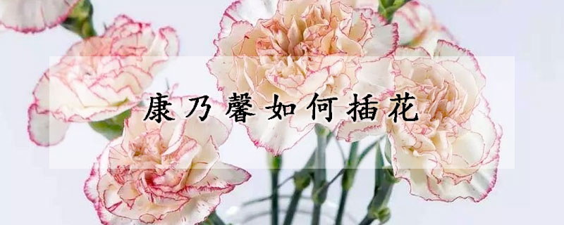 康乃馨如何插花(康乃馨如何插花瓶好看)